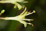 Southern bush honeysuckle